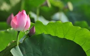 Ngắm hoa lúc mới nở một nửa, ...